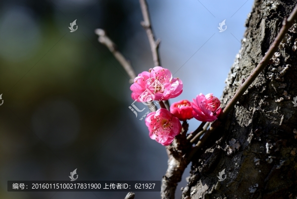 梅花,盆景
