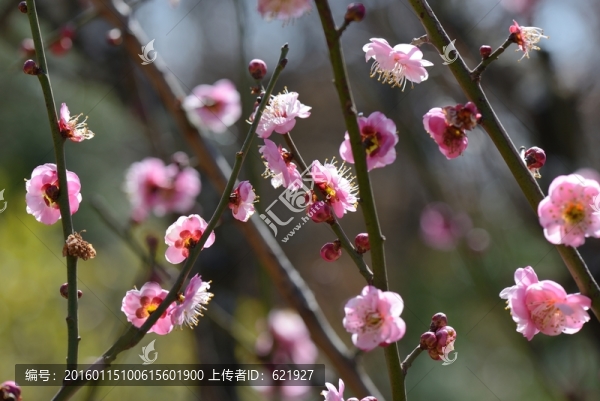 梅花,盆景