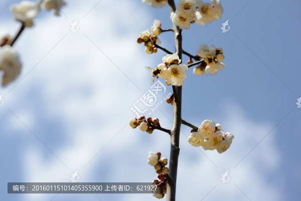 梅花,盆景