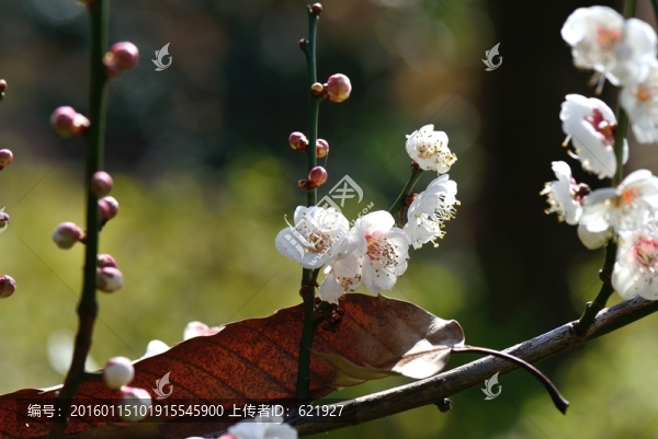 梅花,盆景
