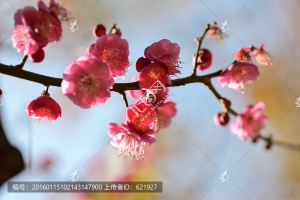 梅花,盆景
