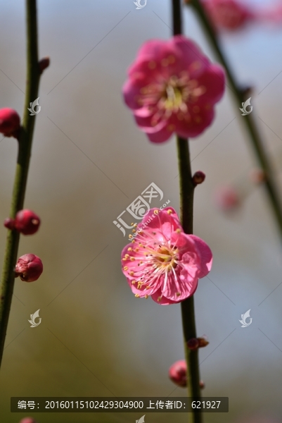 梅花,盆景