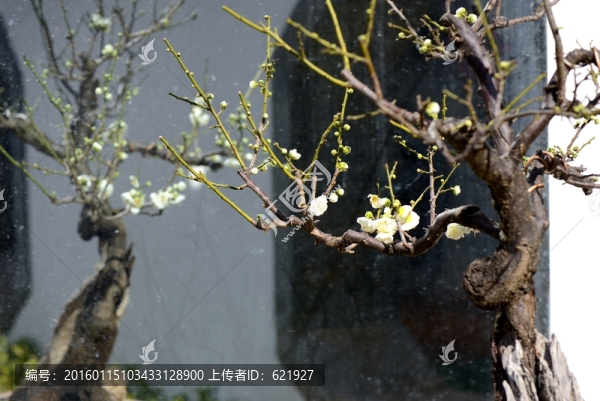梅花,盆景
