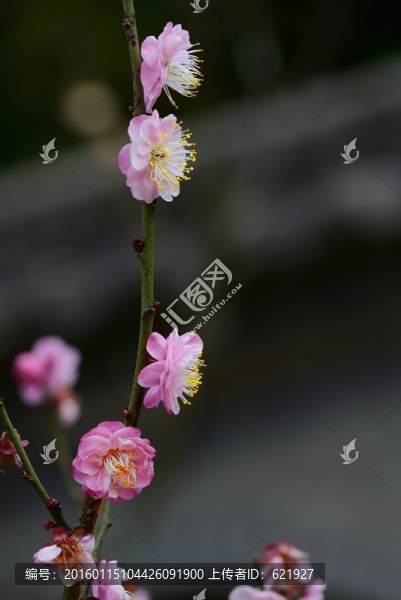 梅花