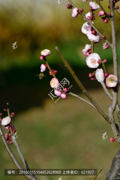 梅花