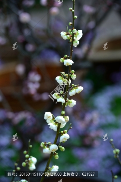 梅花
