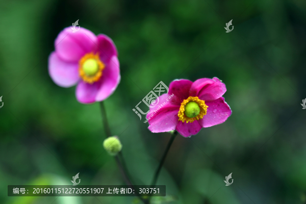野棉花