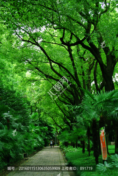 公園小路