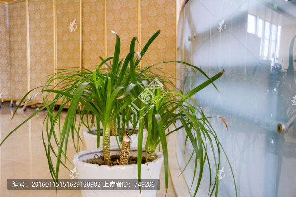 植物擺件