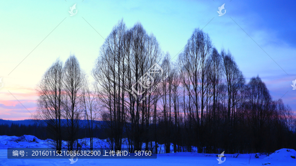 雪原柳林林暮色