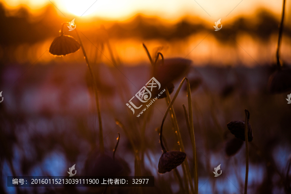 夕陽殘荷