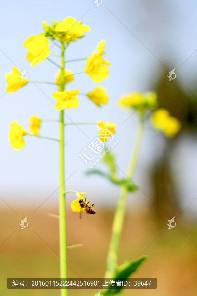 油菜花