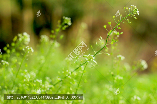 雜草