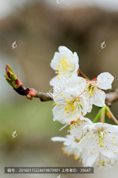 櫻花