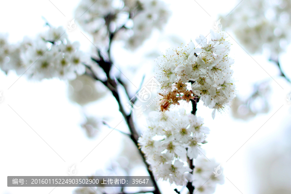 櫻花