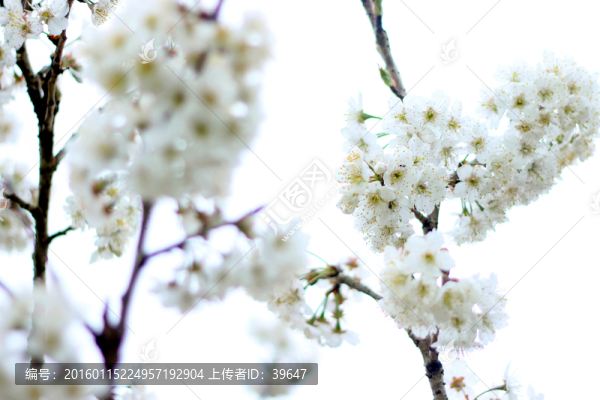 櫻花