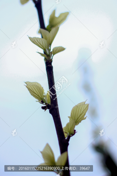 嫩芽