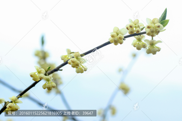 山蒼子