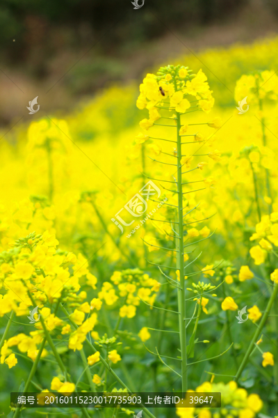 油菜花