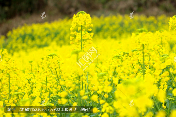 油菜花