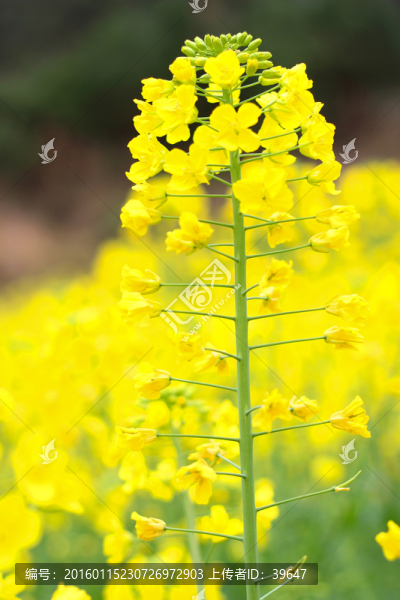 油菜花