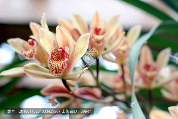 蘭花