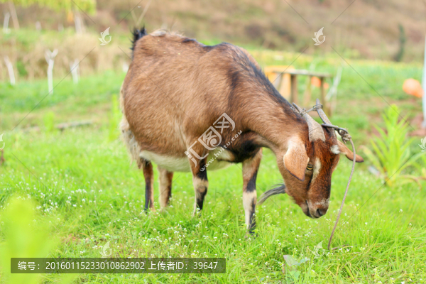 山羊
