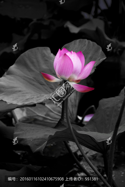 荷花