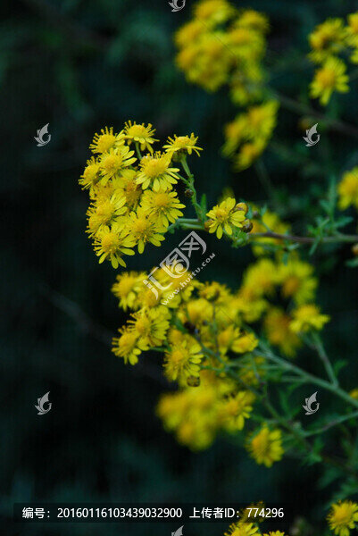 小花