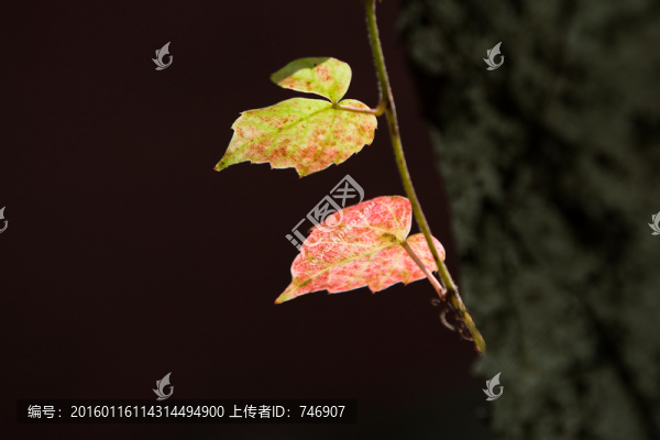 秋葉