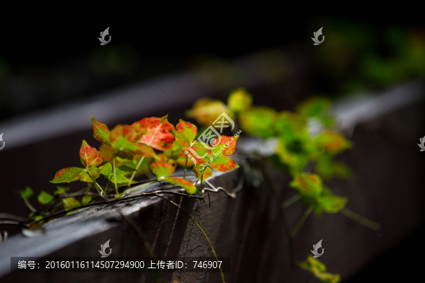秋日暖陽和葉子