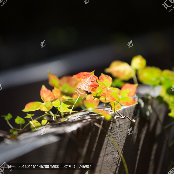 秋日暖陽和葉子