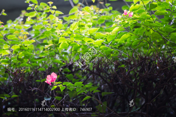 陽光和三角梅