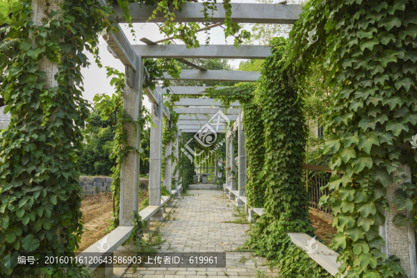 爬山虎,植物架