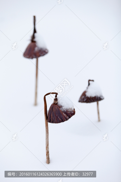 殘荷