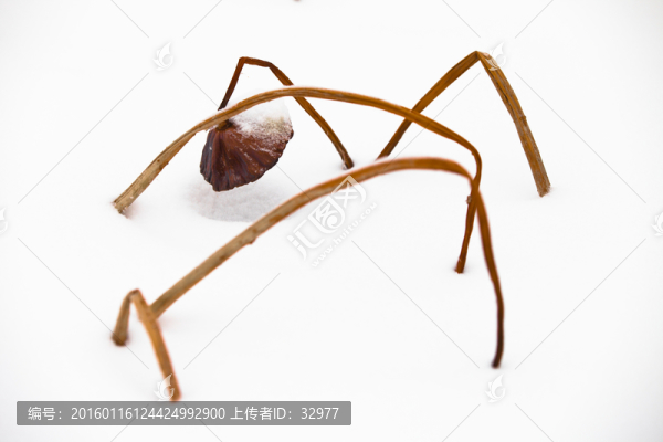 畫芯