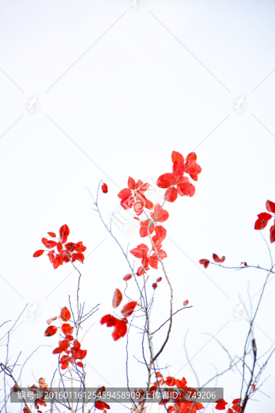 樹葉