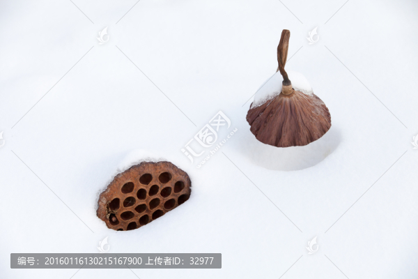 蓮蓬