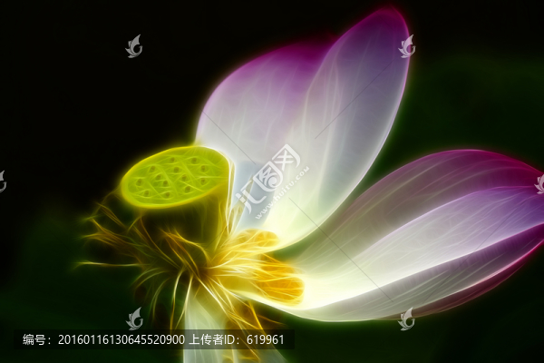 荷花裝飾畫