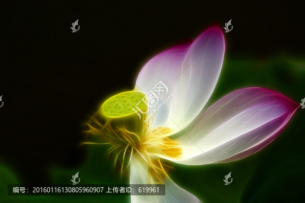 荷花裝飾畫