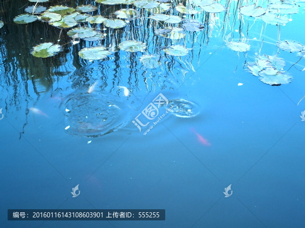 荷塘魚色