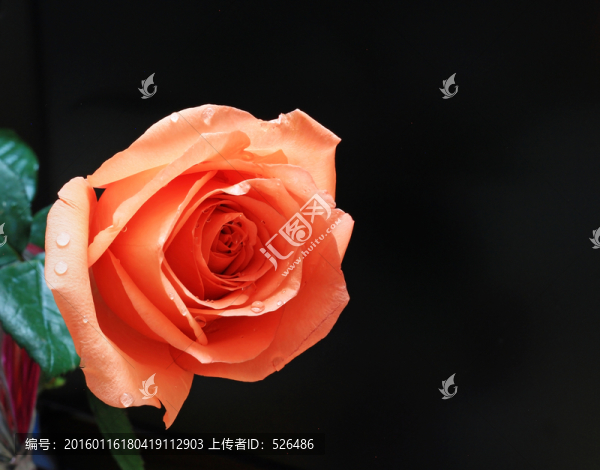 粉紅玫瑰