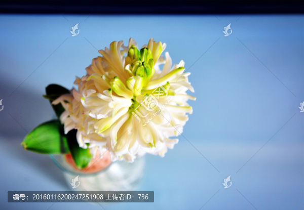 俯拍白色風(fēng)信子花蕾