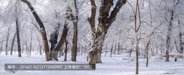 樹林