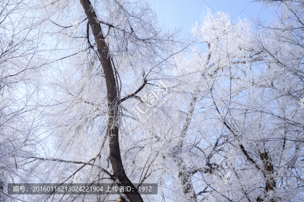 樹林