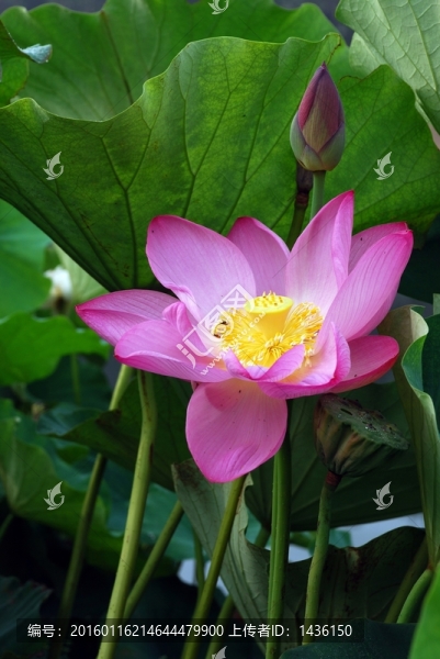 紅荷花