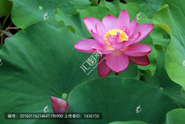 荷花池,荷花園