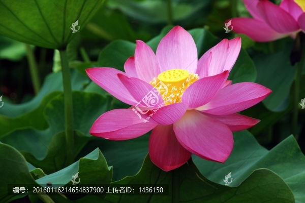高清荷花