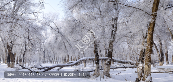 樹林