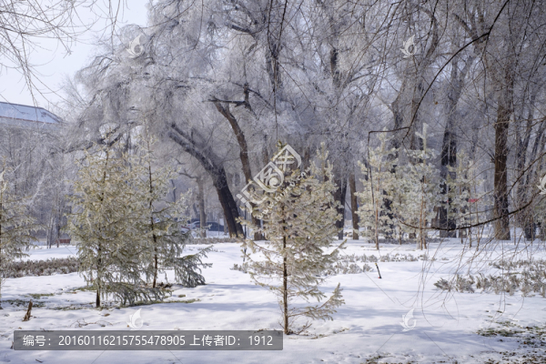 樹林